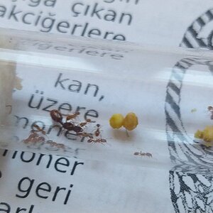 IMG-20220409-WA0024.jpeg