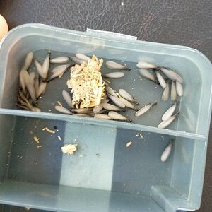 IMG-20220412-WA0000.jpeg