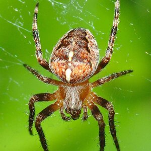 Araneus_diadematus_(aka).jpg
