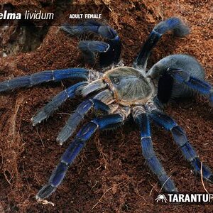 HaplopelmalividumAdultFemale5_af29c79d8d5072e76d1db9e64327eb01.jpg