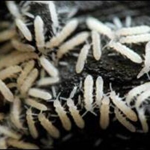 springtails2.jpg