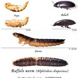 buffalo-worm-identify-life-cycle-260nw-247795297.jpg