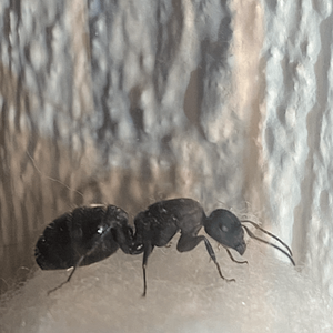 138672AF-2F0C-4E40-9C93-253E8806DDC8.png