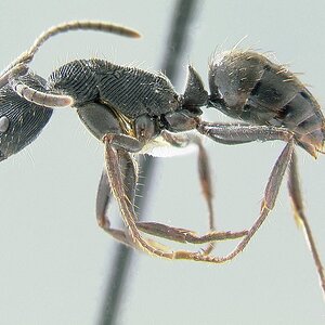 Odontoponera-L1.25x.jpg