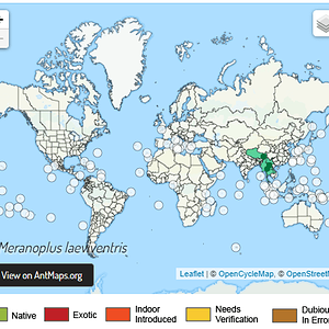 Meranoplus laeviventris harita.png