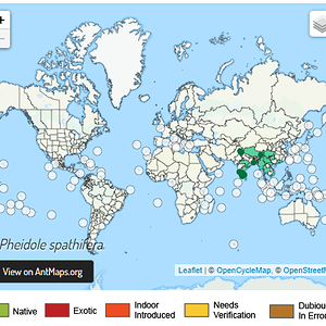 Pheidole Spathifera harita.png