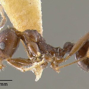 MCZ-ENT00020664_Pheidole_spathifera_hal.jpg