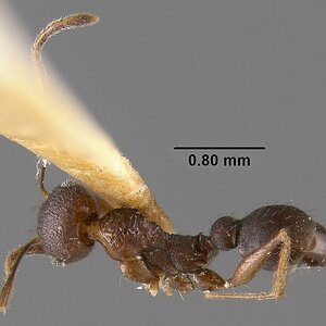 MCZ-ENT00020664_Pheidole_spathifera_had.jpg