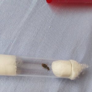 lacius neoniger.jpg