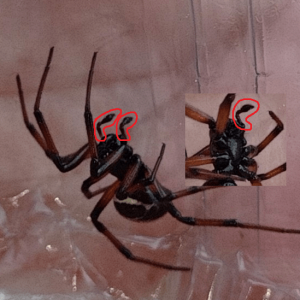 resim_2025-04-04_173517795.png