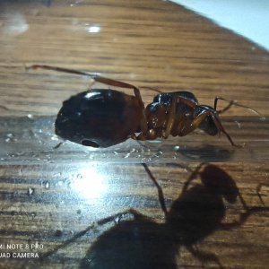 IMG_20250418_212331.jpg