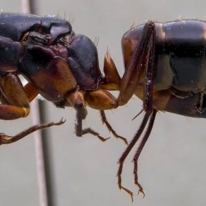 antweb1060141_p_1_high (1).jpg