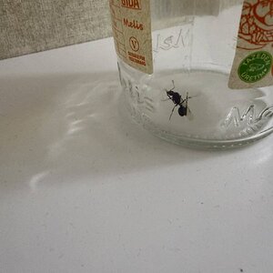 IMG_1715.jpeg