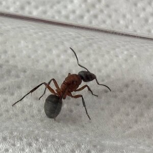 IMG_2469.jpeg