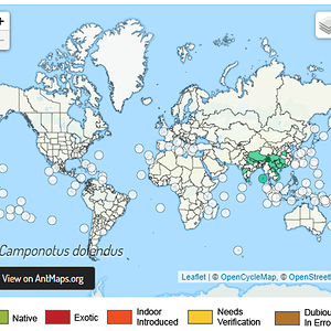 Camponotus dolendus harita.png