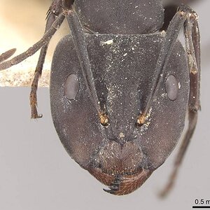 Camponotus_dolendus_casent0910327_h_1_high.jpg