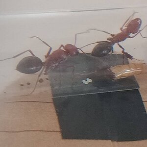 06597ae0-e3fe-45c4-bc21-38b370f037ac.jpg