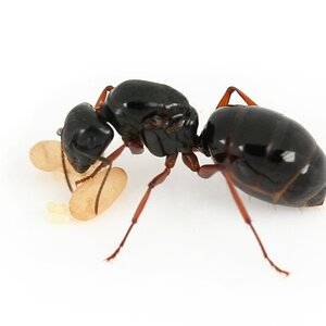 camponotus_friedae2.jpg