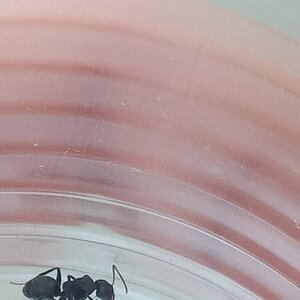 IMG-20220717-WA0008.jpeg
