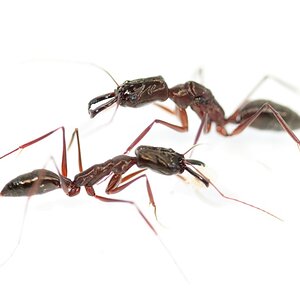 odontomachus_spec.jpg