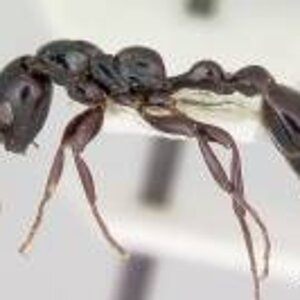 Tetraponera nigra.jpg
