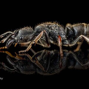 Ectomomyrmex-astutus2.jpg