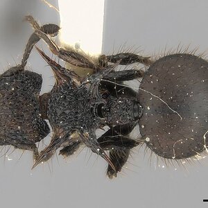Meranoplus_mucronatus_.jpg