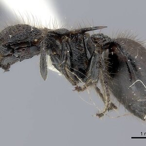 Meranoplus_mucronatus_ (2).jpg