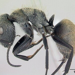 800px-Camponotus_arboreus_casent0173393_profile_1.jpg