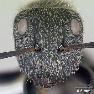 Camponotus_arboreus_casent0173393_head_1.jpg