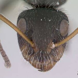 400px-Camponotus_brevis_casent0173555_head_1.jpg