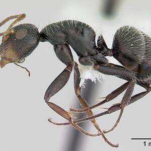 400px-Camponotus_brevis_casent0173555_profile_1.jpg