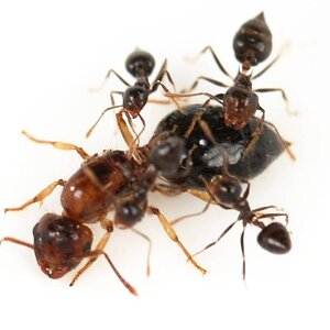 crematogaster_spec_braun_aus_suedamerika.jpg