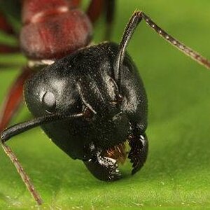 350px-Camponotus_novaeboracensis,_Dummer,_New_Hampshire_(Tom_Murray).jpg