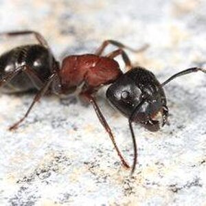 350px-Camponotus_novaeboracensis,_Ashburnham,_Massachusetts_(Tom_Murray).jpg