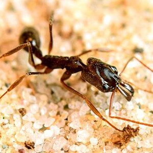 image_2803-Trap-Jaw-Ant.jpg