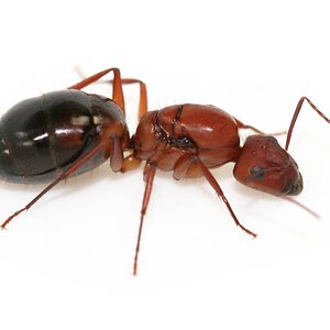 camponotus_socius.jpg