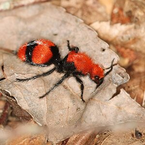 1200px-Dasymutilla_occidentalis_(3726943361).jpg