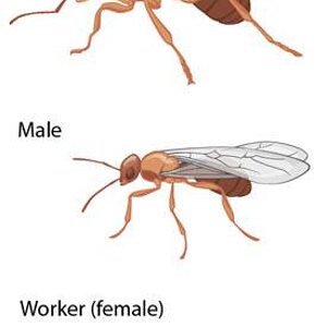 ant_queen_male_worker.jpg
