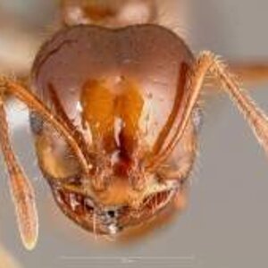 200px-Solenopsis_invicta_casent0005804_head_1.jpg