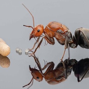 Myrmecocystus-mendax-queen-6-Wheeler-W.M.-1908.jpg