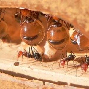 500px-Myrmecocystus_repletes_greg_hume.jpg