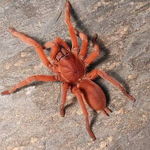 philippinus.jpg