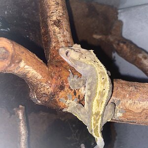 crestedgecko.jpg