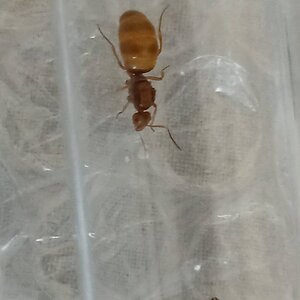 IMG-20230415-WA0020.jpeg