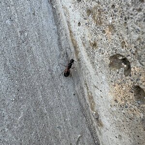 IMG_1245.jpeg