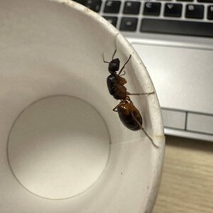 IMG_1247.jpeg