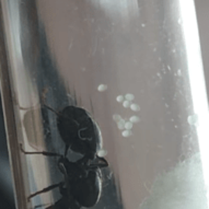 IMG_0799 (2).PNG