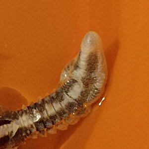 gecko1.jpg
