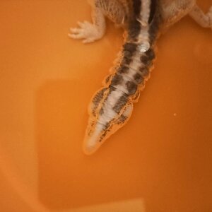 gecko2.jpg
